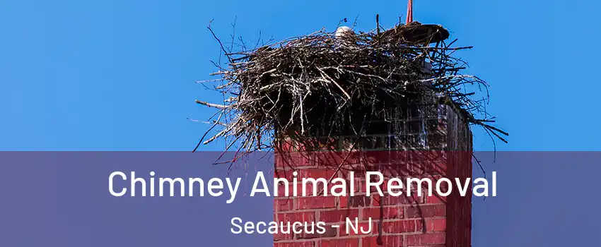  Chimney Animal Removal Secaucus - NJ